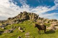 staple tor ponies